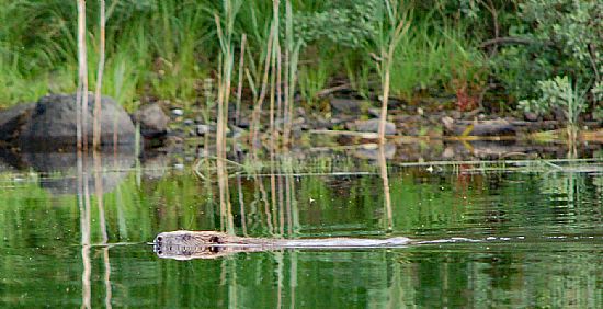 beaver walks