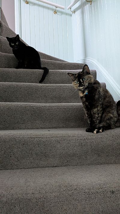 cats